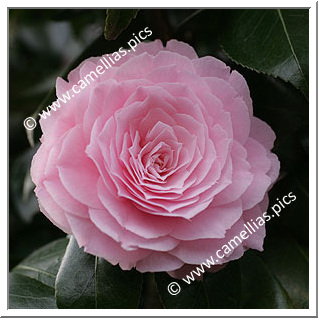 Camellia Japonica 'Happy Holidays'