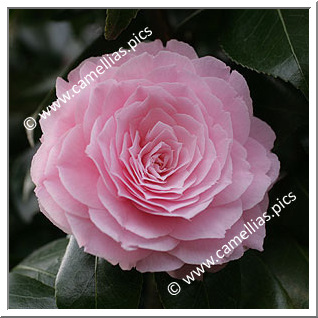 Camellia Japonica 'Happy Holidays'