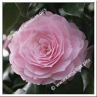 Camellia Japonica 'Happy Holidays'