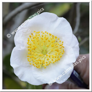 Camellia Camellia Japonica de Higo 'Haresugata'