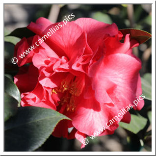Camellia Hybrid 'Harold L. Paige'