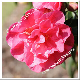 Camellia Hybrid 'Harold L. Paige'