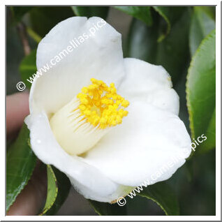 Camellia Japonica 'Haru-ichiban'