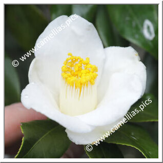 Camellia Japonica 'Haru-ichiban'