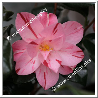 Camellia Japonica 'Haru-no-utena'