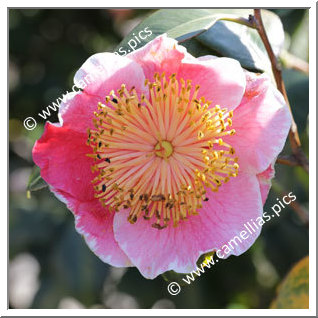 Camellia Camellia Japonica de Higo 'Harugasumi'