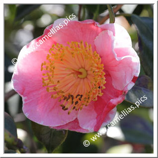 Camellia Camellia Japonica de Higo 'Harugasumi'