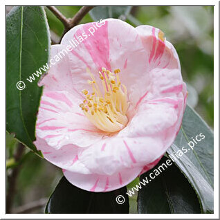 Camellia Japonica 'Haruhikage'