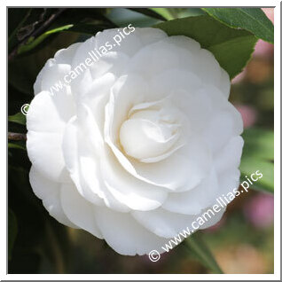 Camellia Japonica 'Hasumijiro'