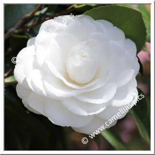 Camellia Japonica 'Hasumijiro'