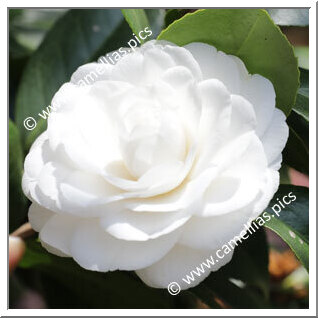Camellia Japonica 'Hasumijiro'