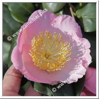 Camellia Camellia Japonica de Higo 'Hatsuwarai'