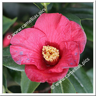 Camellia Japonica 'Hautehouse'