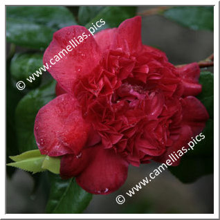 Camellia Japonica 'Hautsione'