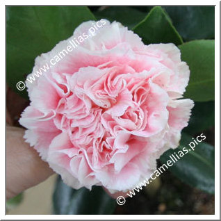 Camellia Japonica 'Hawaii'