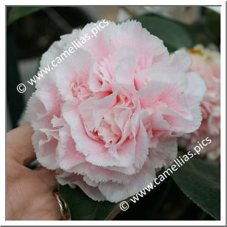 Camellia Japonica 'Hawaii'