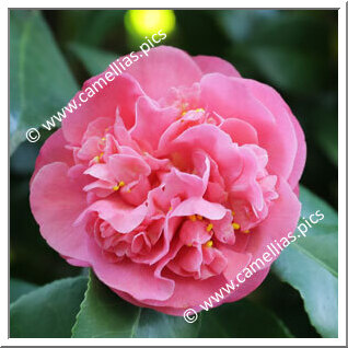 Camellia Japonica 'Hebra'