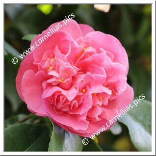 Camellia Japonica 'Hebra'