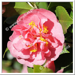 Camellia Japonica 'Hebra'