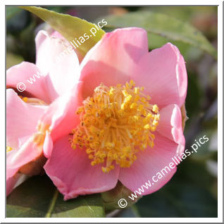 Camellia Japonica 'Heckenrose'