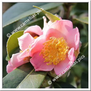 Camellia Japonica 'Heckenrose'
