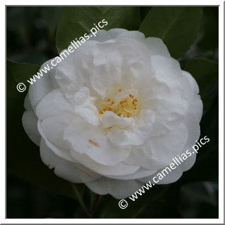 Camellia Japonica 'Hectotiana'