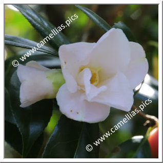 Camellia Japonica 'Heisei-wabisuke'