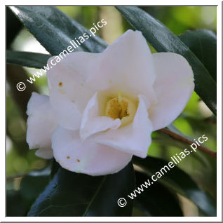 Camellia Japonica 'Heisei-wabisuke'