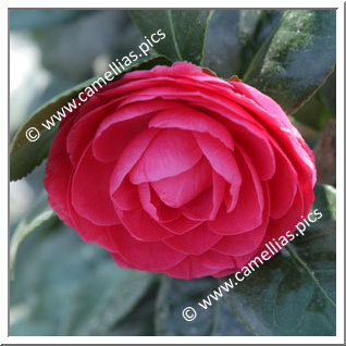 Camellia Japonica 'Helen Bower'