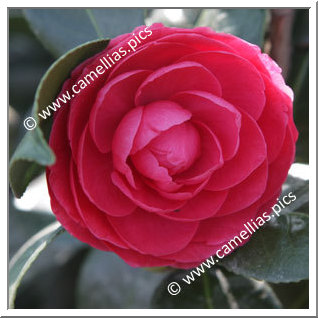 Camellia Japonica 'Helen Bower'
