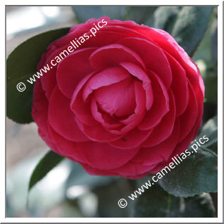Camellia Japonica 'Helen Bower'