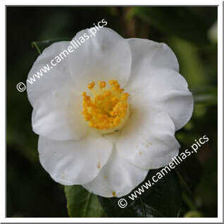 Camellia Japonica 'Heloïse de Carheil'