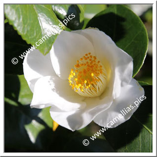 Camellia Japonica 'Heloïse de Carheil'