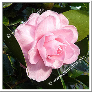 Camellia Japonica 'Henri Favre'