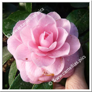 Camellia Japonica 'Henri Favre'