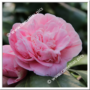 Camellia Japonica 'Herr Krause '