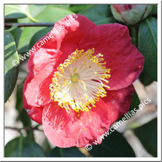 Camellia Camellia Japonica de Higo 'Hi-no-hakama'