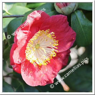 Camellia Camellia Japonica de Higo 'Hi-no-hakama'