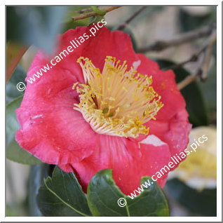 Camellia Camellia Japonica de Higo 'Hi-no-tsukasa'