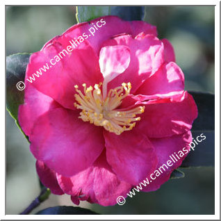 Camellia Species 'C. hiemalis'