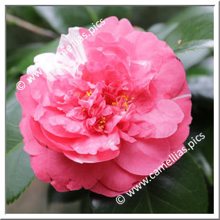 Camellia Japonica 'Margaret Higdon'