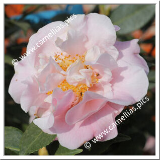 Camellia Hybride 'High Fragrance'