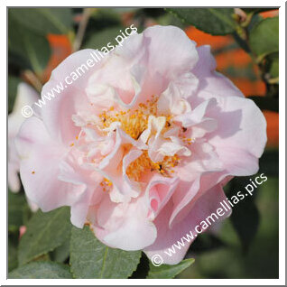 Camellia Hybrid 'High Fragrance'