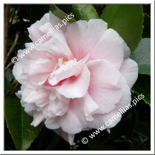 Camellia Japonica 'High Hat'
