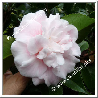 Camellia Japonica 'High Hat'