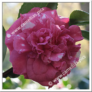 Camellia Japonica 'High Hat'