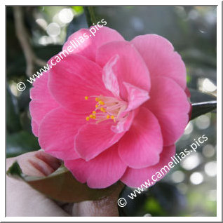 Camellia Japonica 'High Wide'n Handsome'