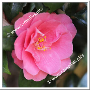 Camellia Japonica 'High Wide'n Handsome'
