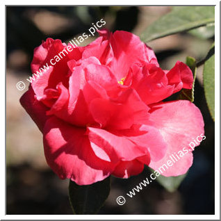 Camellia Hybride C.reticulata 'Highlight '