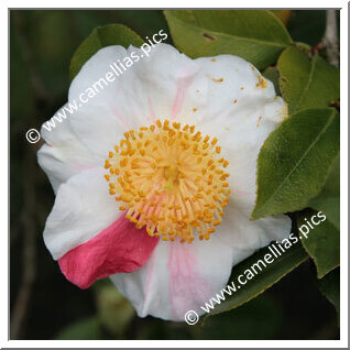 Camellia Camellia Japonica de Higo 'Higo-kyô-nishiki'